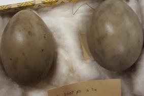 Virtueller Rundgang 3 – Eier einer Großtrappe