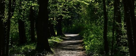 Weg im Wald / Food path in the wood
