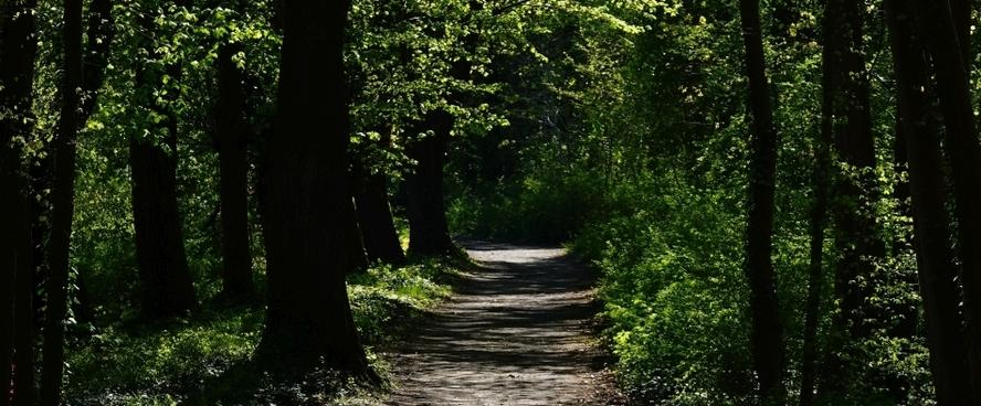 Weg im Wald / Food path in the wood