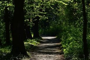 Weg durch einen Laubwald nahe Brandenburg