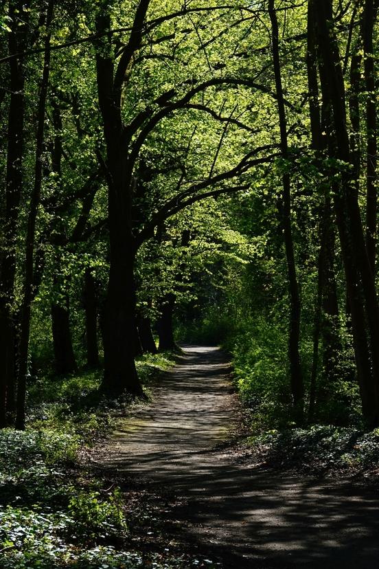Ein Weg schlängelt sich durch einen Laubwald und wird durch Sonnenstrahlen beschienen. Er verschwindet am Horizont zwischen den Bäumen.