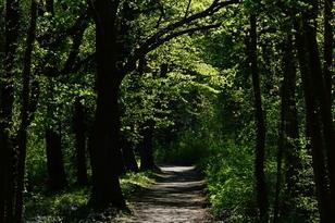Weg durch einen Laubwald nahe Brandenburg