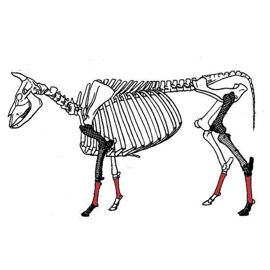 Skelettschema eines Rindes mit Markierung der Mittelfußknochen (nach Schmid 1972, bearb. Stadtmuseum Brandenburg an der Havel)